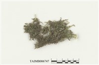 藏品(帶葉蘚)的圖片